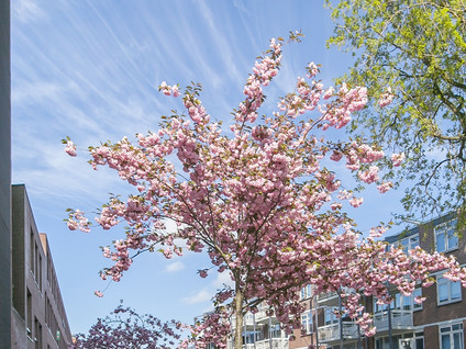 Zinkerstraat 19