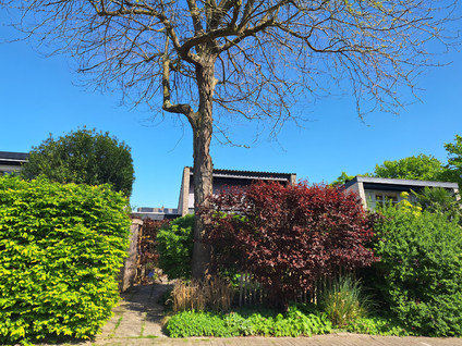 Buizerdstraat 12