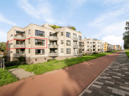 Sterrekruid 41