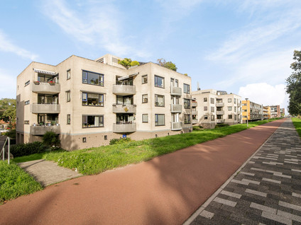 Sterrekruid 41