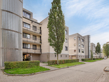 Sterrekruid 41