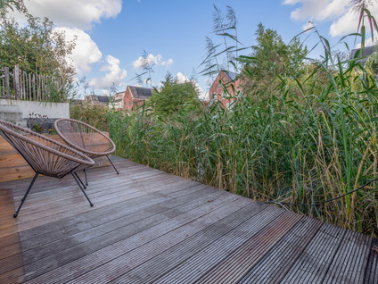 Pijlkruid 20