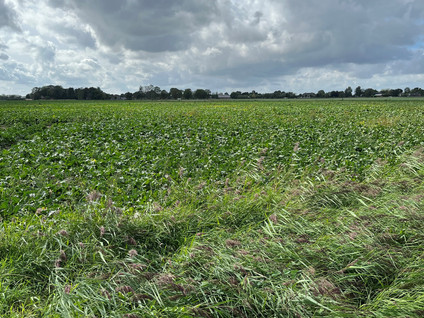 Brede Balrouw 