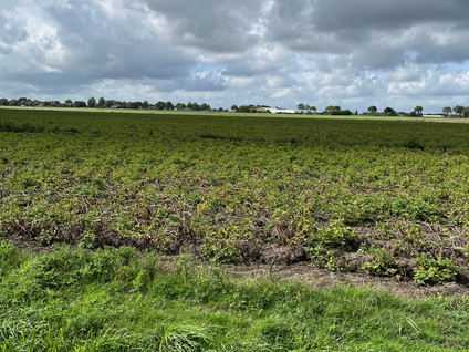 Brede Balrouw 