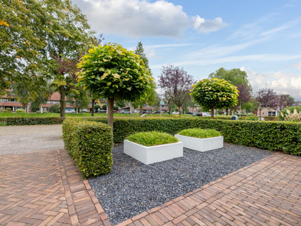 Kokmeeuw 21