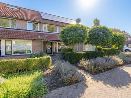 Goudplevier 31