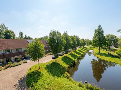 Goudplevier 31